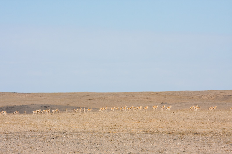 Mongolian Gazelle